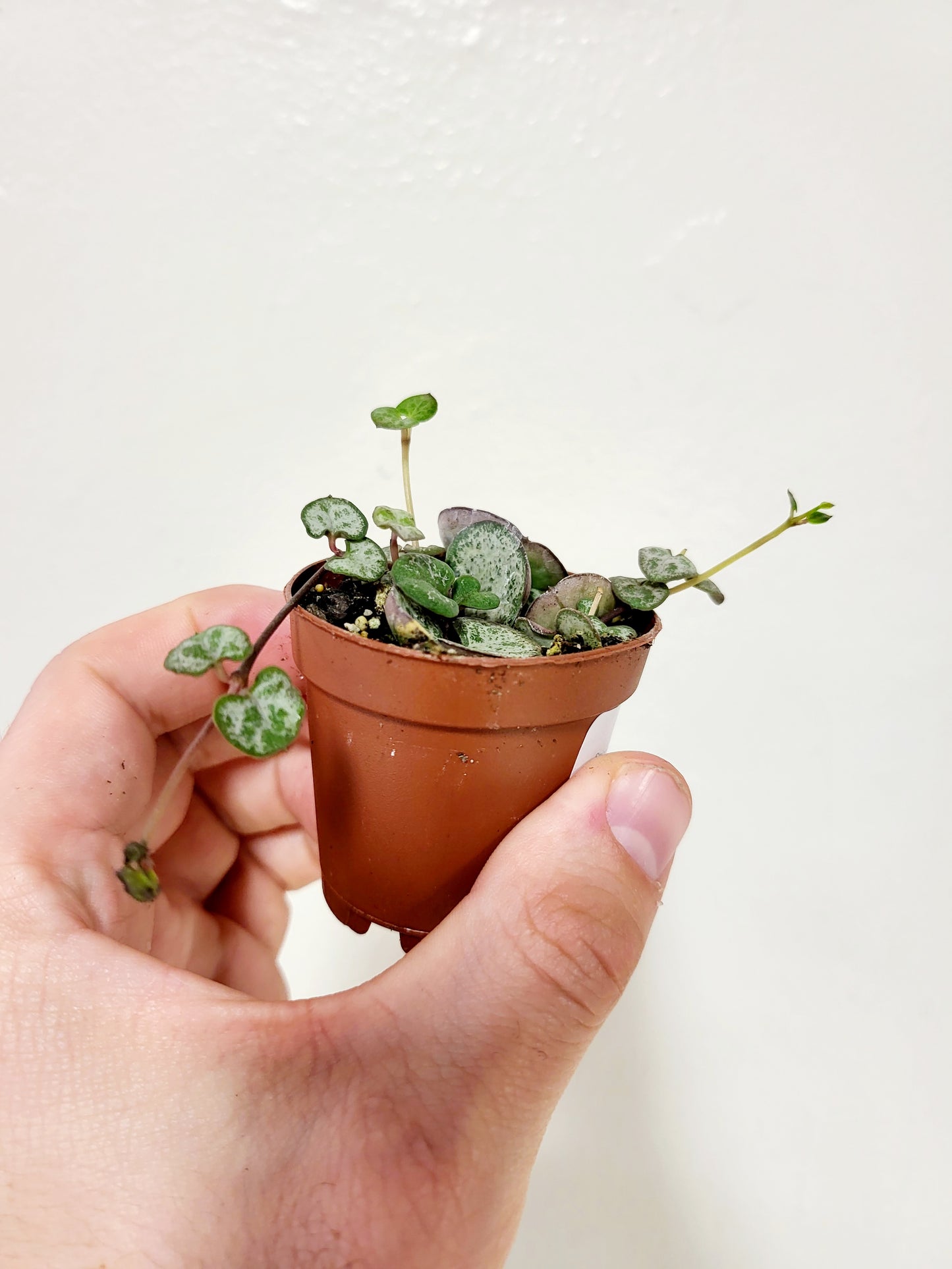 Ceropegia woodii 'Silver Glory' String of Hearts 2"