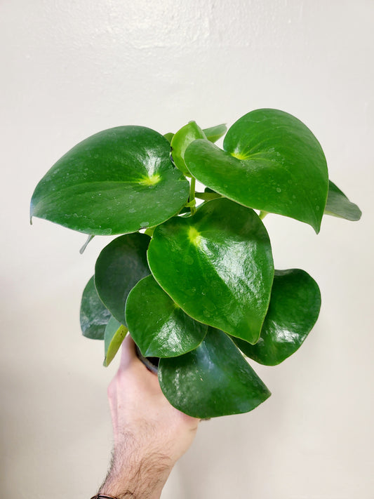 Peperomia polybotrya "Raindrop" 4"