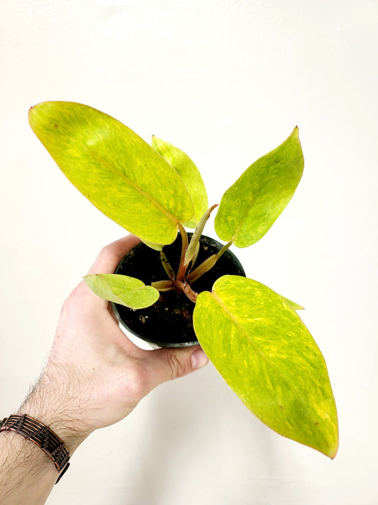 Philodendron Painted Lady 4"