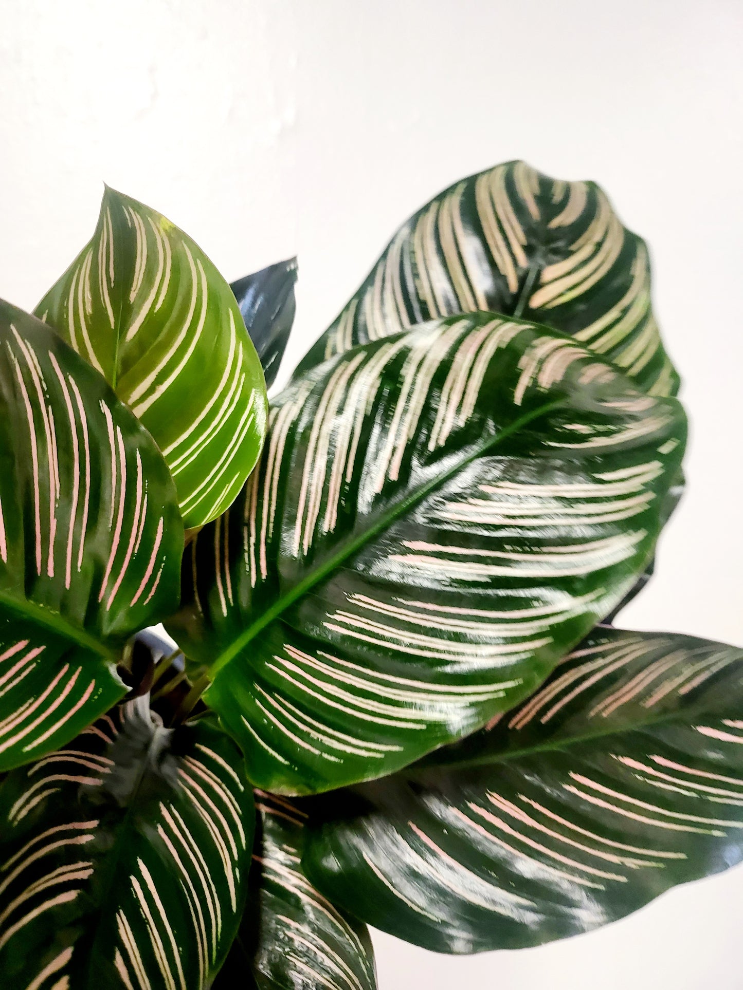 Calathea ornata "Pink Pinstripe" 6"