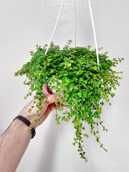 Pilea depressa 'Tiny Tears' 6" HB