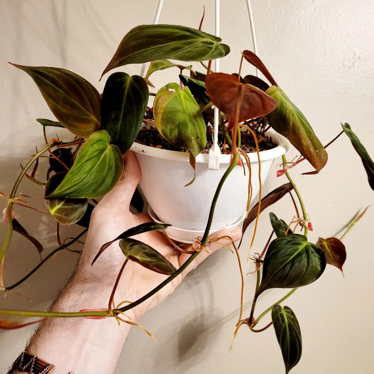 Philodendron Micans 6" HB