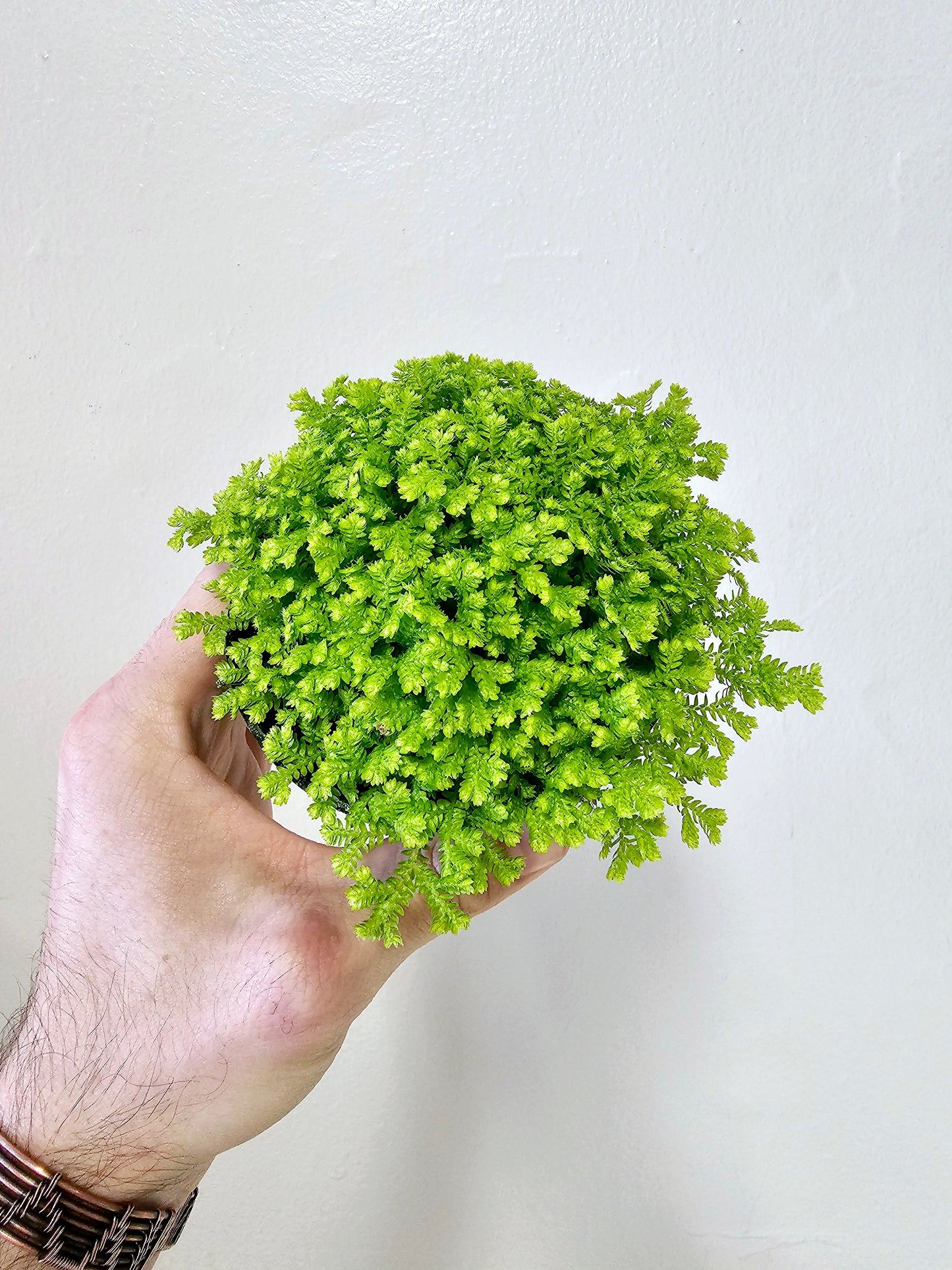 Selaginella kraussiana 'Aurea' 4"