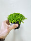 Selaginella kraussiana 'Aurea' 4"