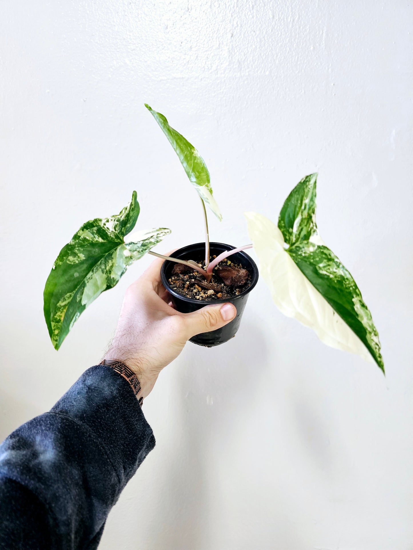 Syngonium Albo Variegated 4"