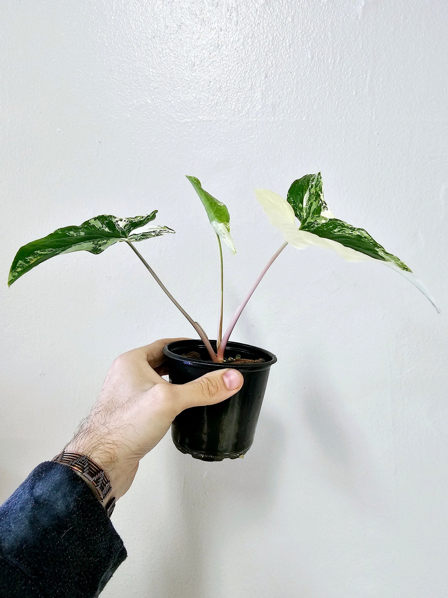 Syngonium Albo Variegated 4"