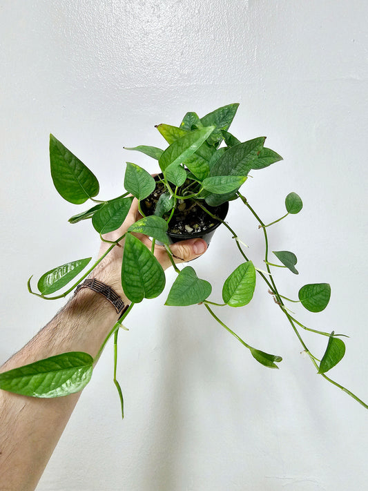 Epipremnum Pinnatum Cebu Blue 4"