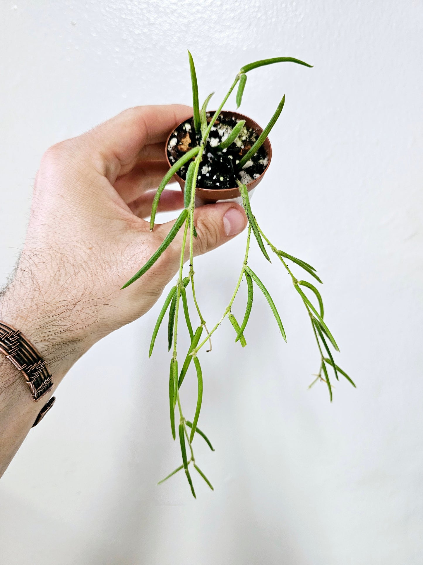 Hoya linearis 2"