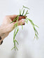 Hoya linearis 2"