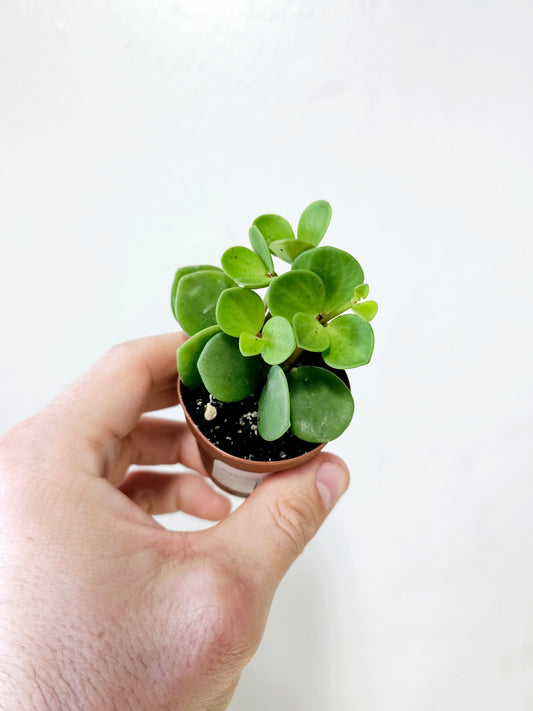 Peperomia Hope 2"