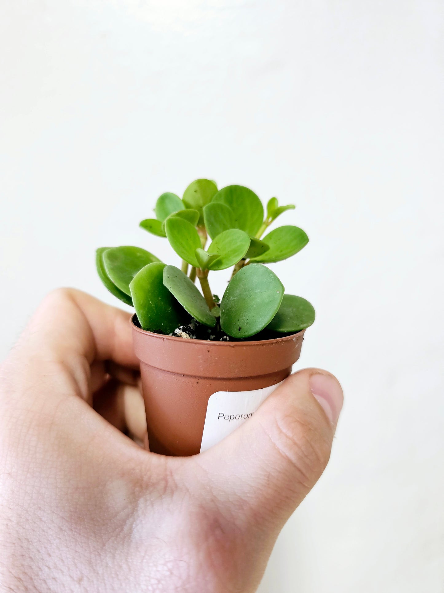 Peperomia Hope 2"