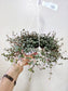 Pilea glauca 'Aquamarine' 6" HB