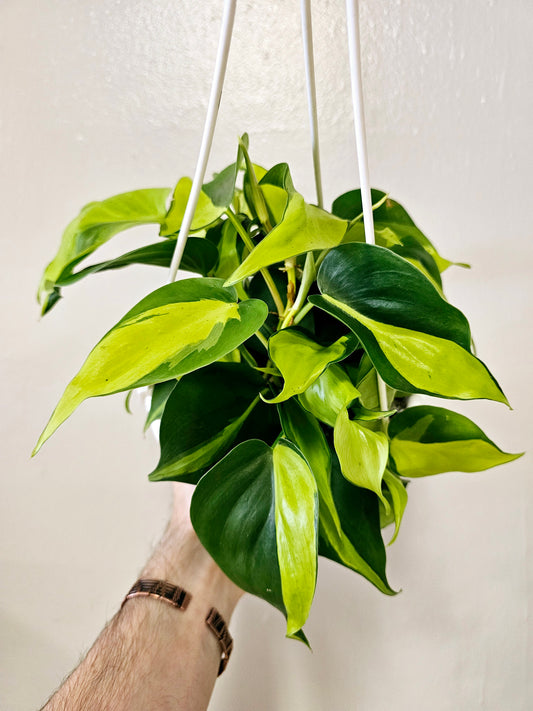 Philodendron hederaceum 'Brasil' 6" HB