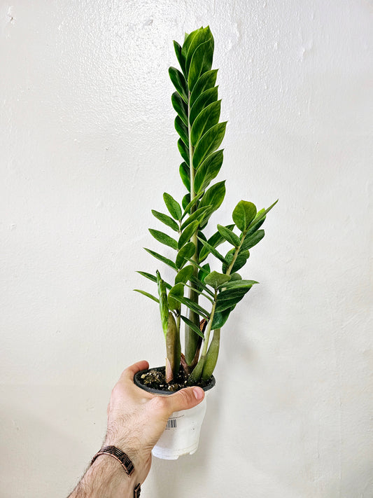 Zamioculcas Zamiifolia ZZ 4"