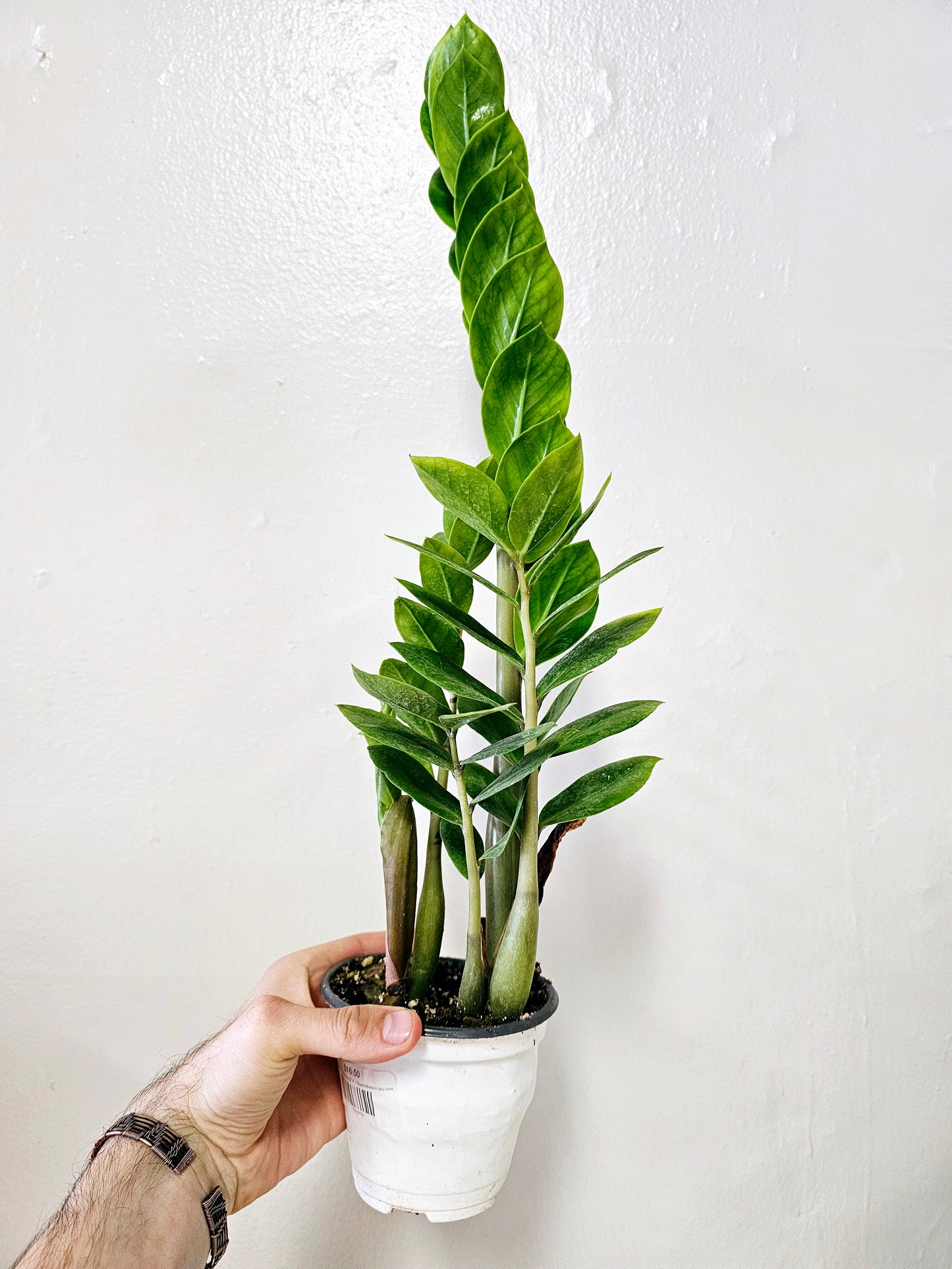 Zamioculcas Zamiifolia ZZ 4"