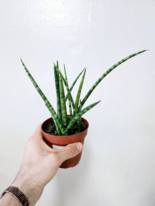 Sansevieria Cylindrica 4"