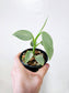 Philodendron hastatum "Silver Sword" 4"