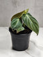Philodendron melanochrysum 4"