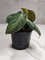 Philodendron melanochrysum 4"