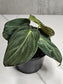 Philodendron melanochrysum 4"