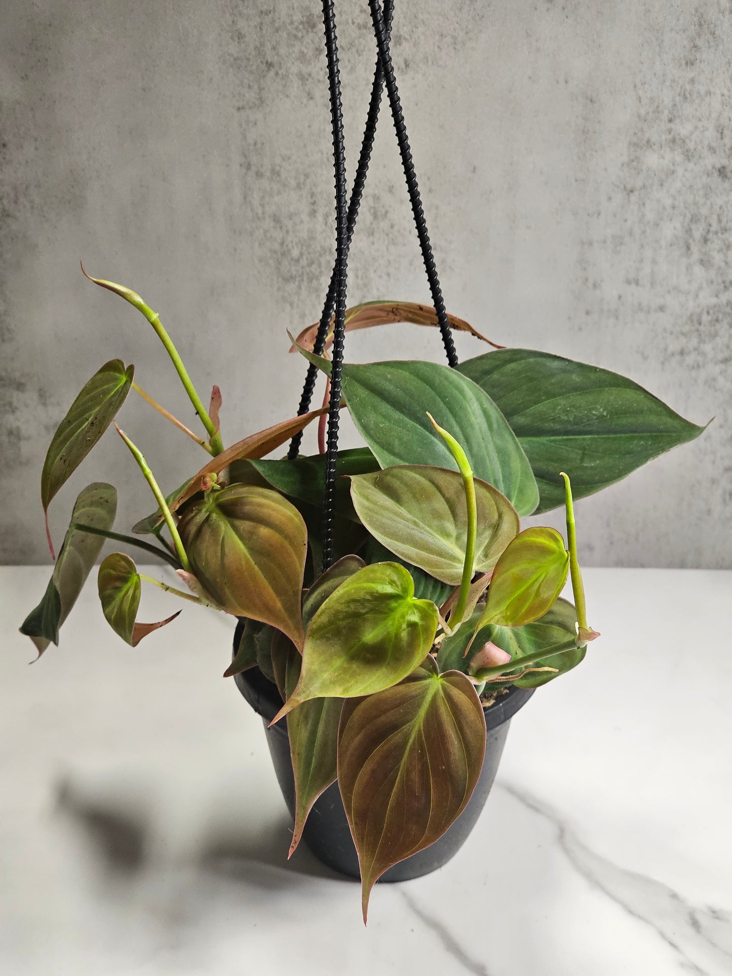 Philodendron Micans 4" HB