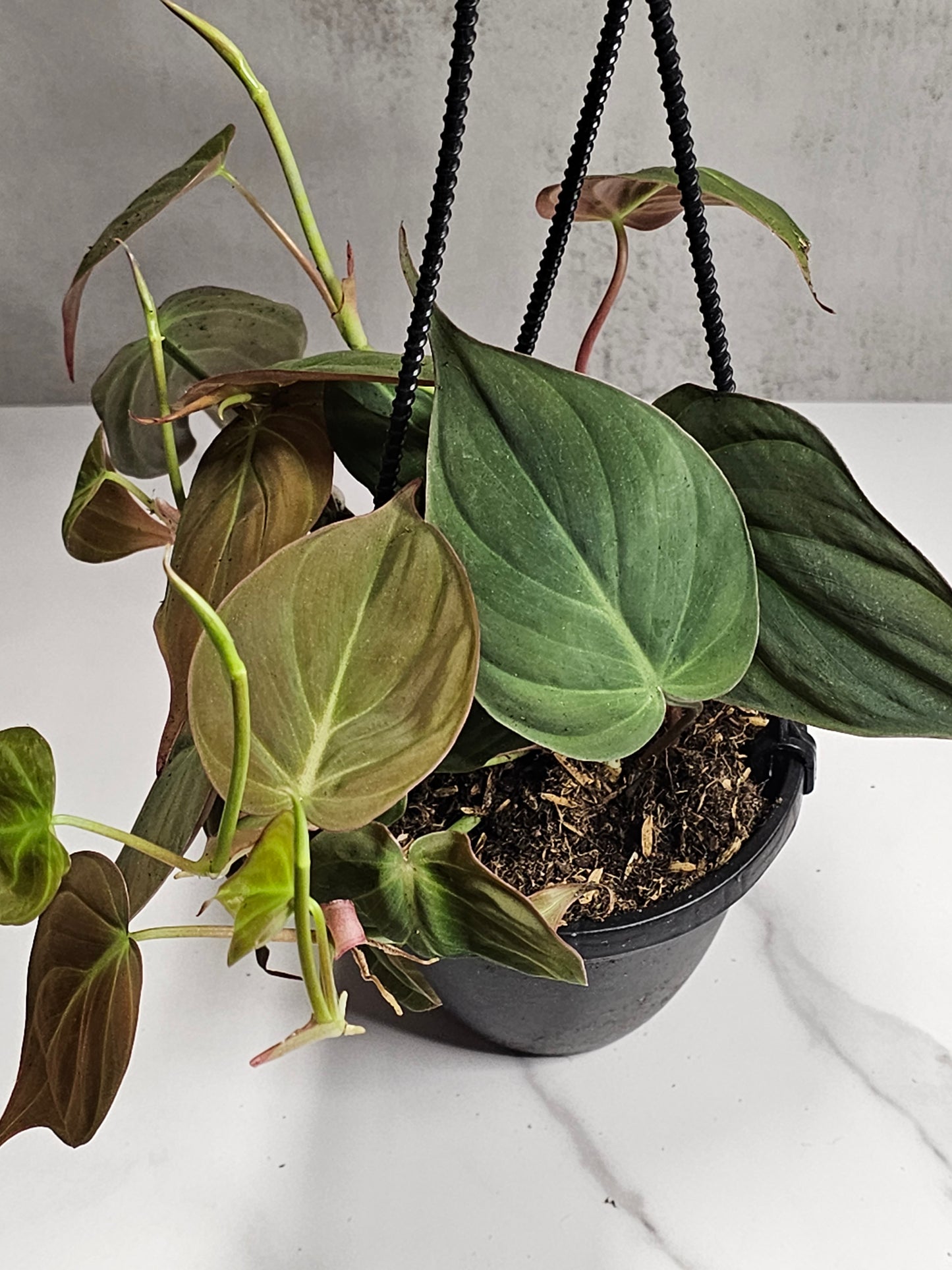 Philodendron Micans 4" HB