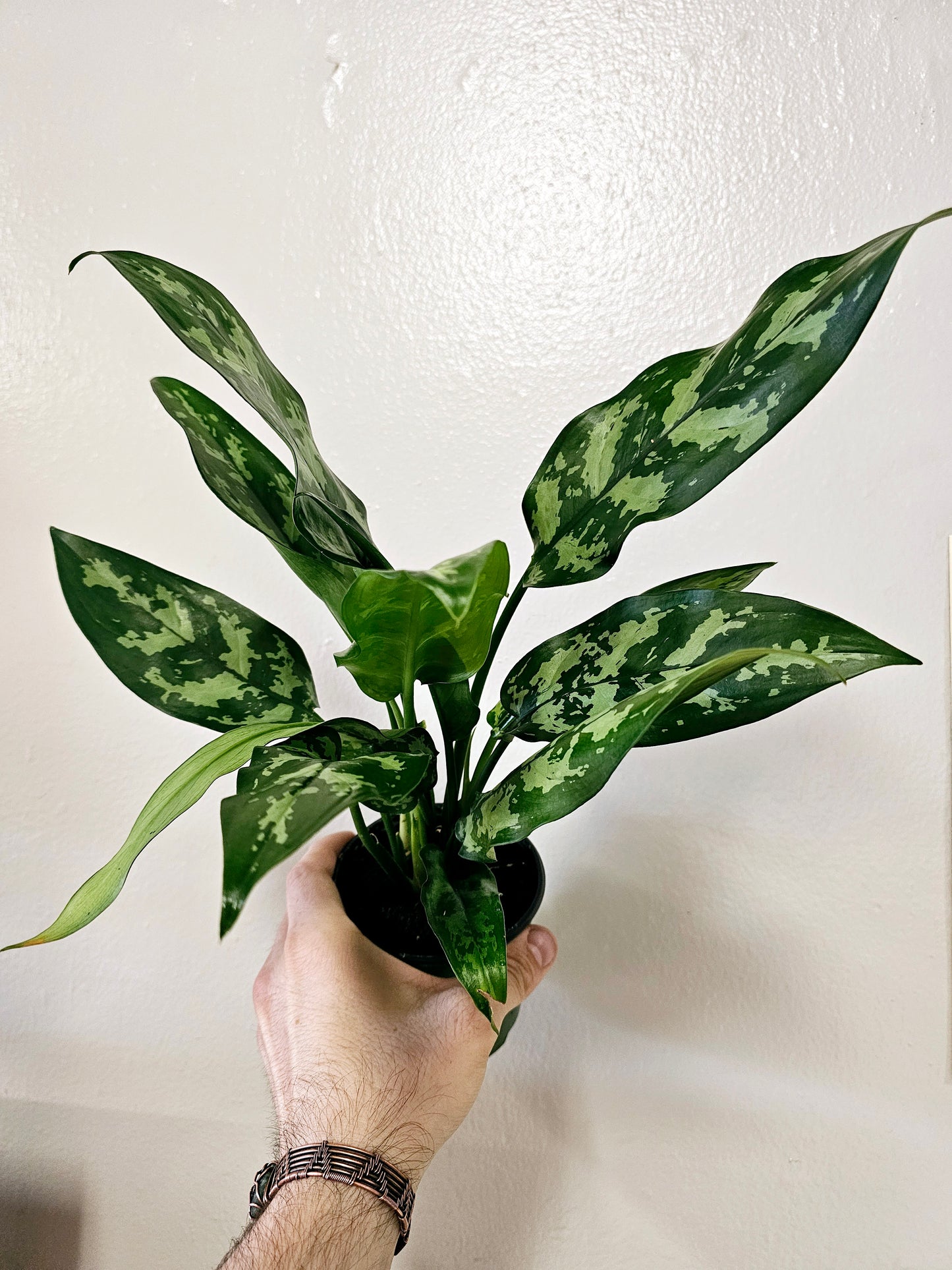 Aglaonema Maria 4"