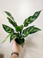 Aglaonema 'Maria' 4"