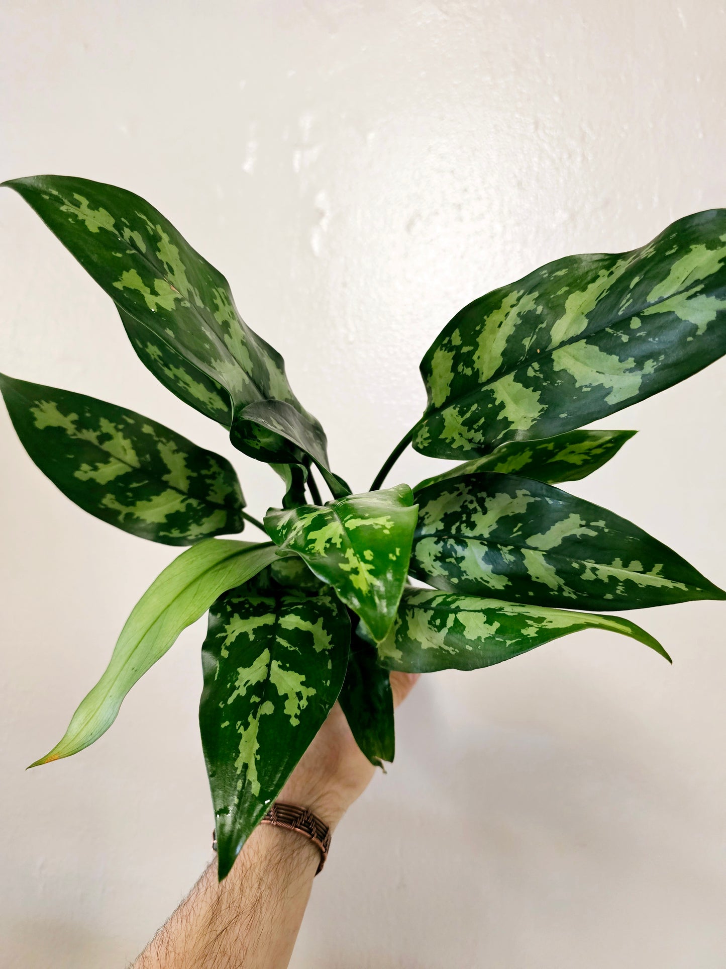 Aglaonema Maria 4"