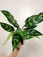 Aglaonema 'Maria' 4"
