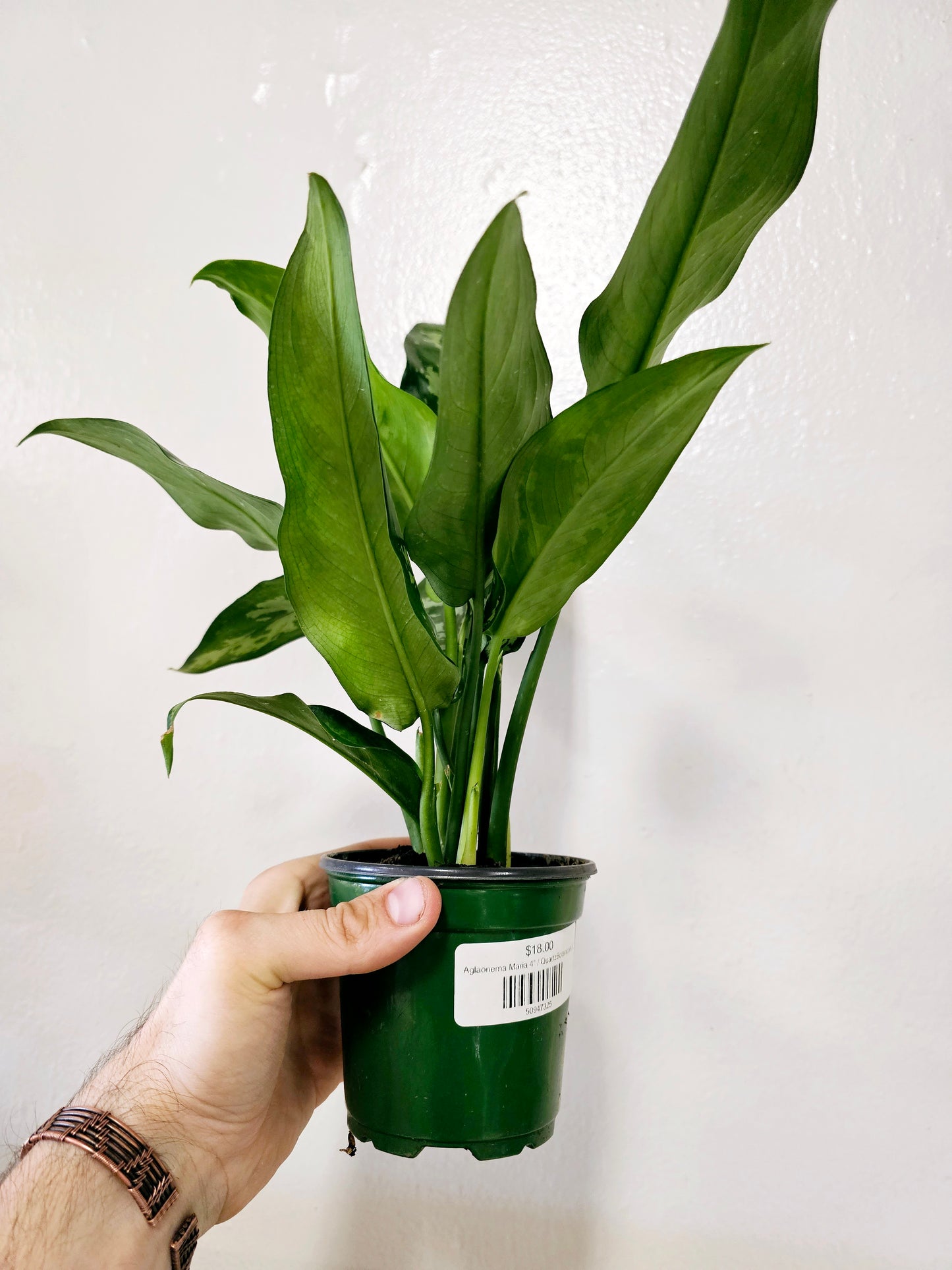 Aglaonema Maria 4"