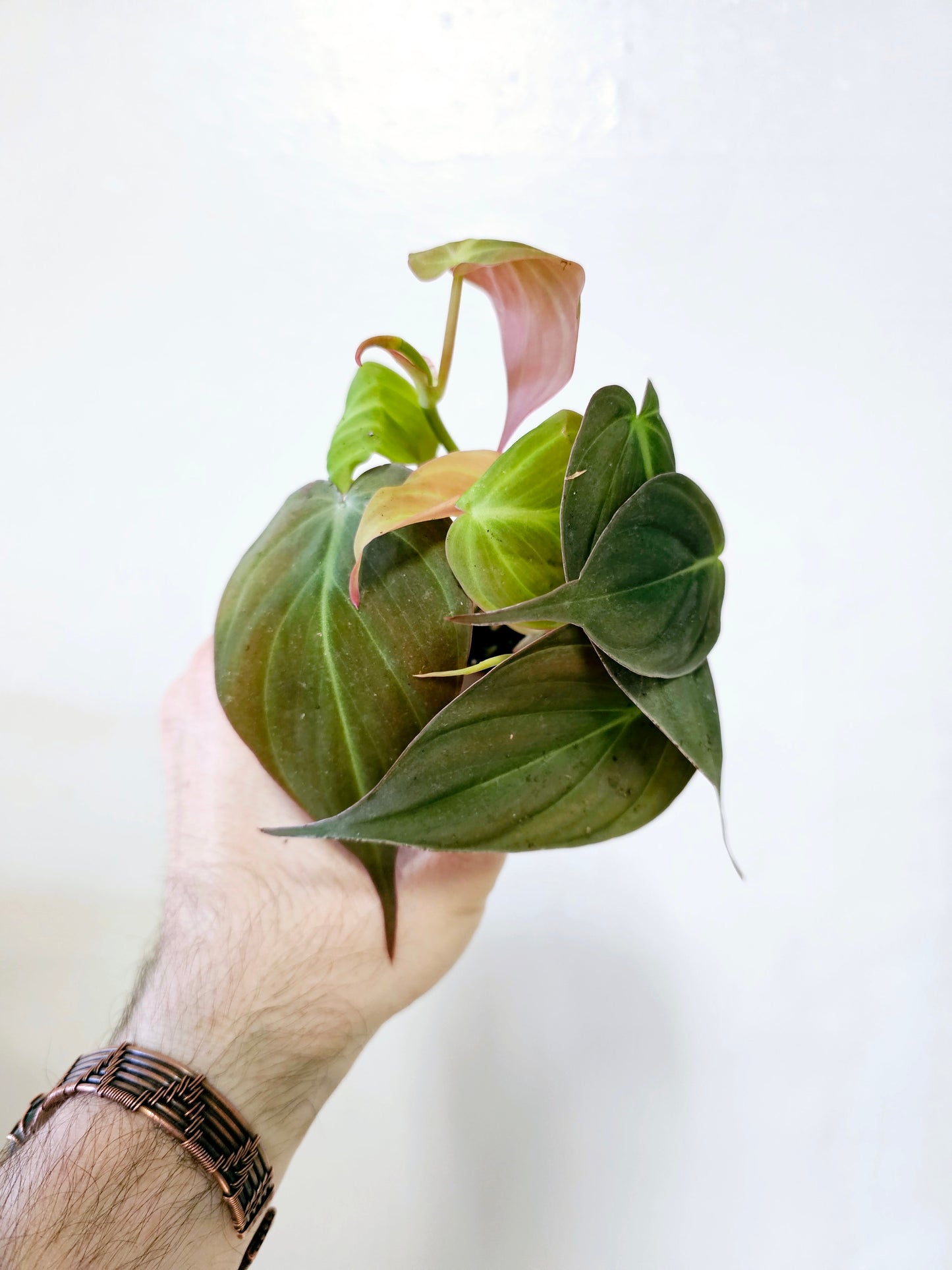 Philodendron Micans 2"