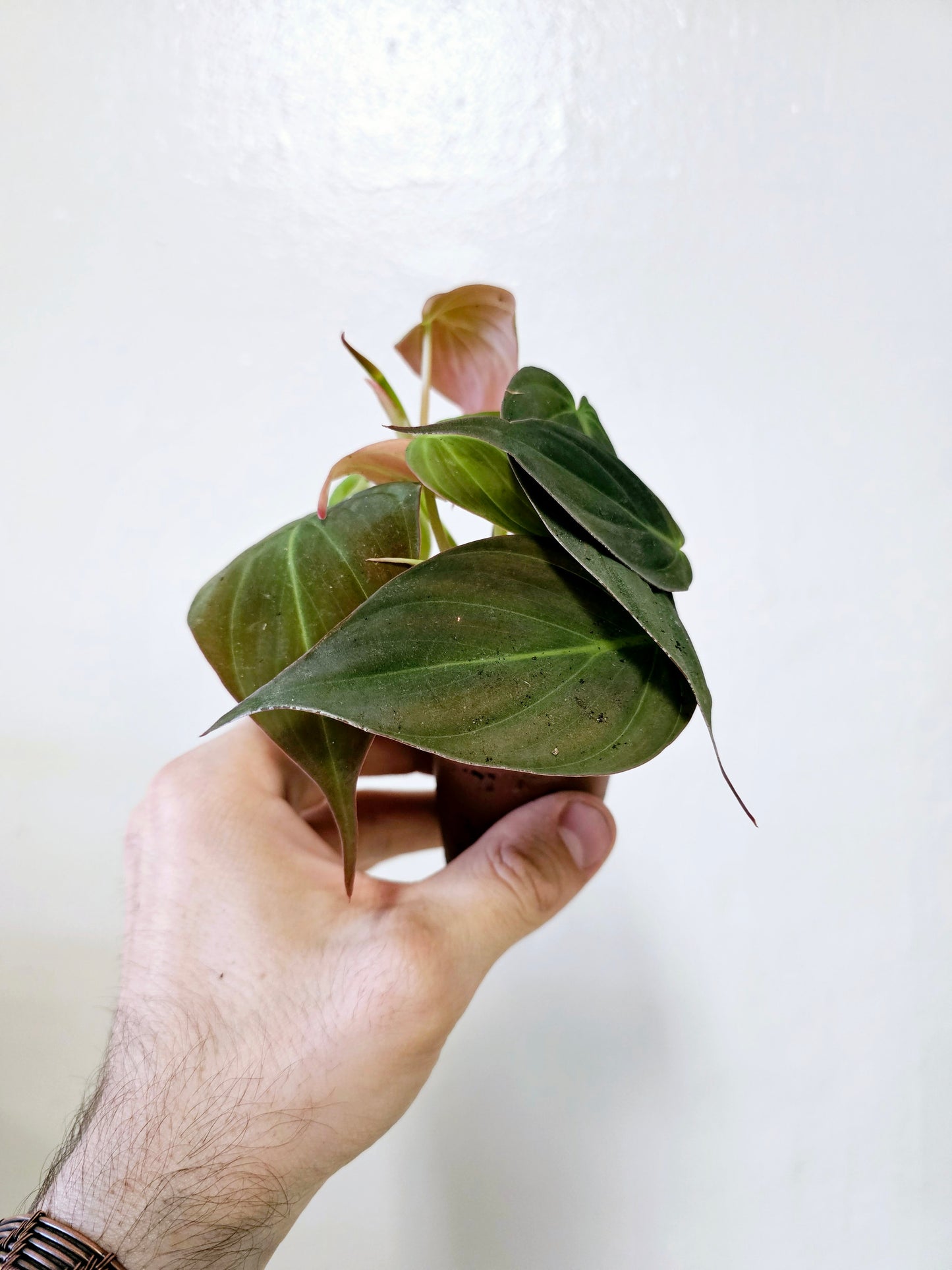 Philodendron Micans 2"