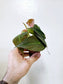 Philodendron 'Micans' 2"