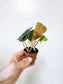 Philodendron 'Micans' 2"