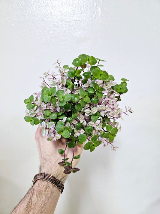 Callisia Repens Mix 4"