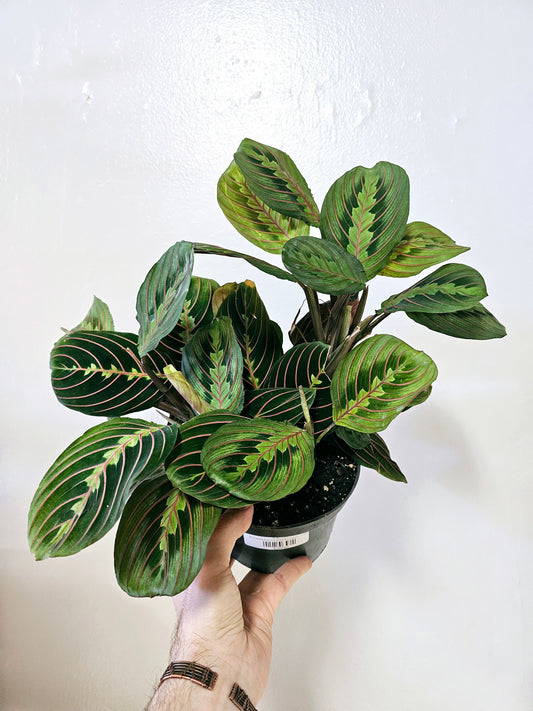 Maranta Leuconeura Erythroneura 6"