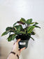 Maranta Leuconeura Erythroneura 6"