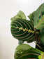 Maranta Leuconeura Erythroneura 6"
