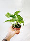Epipremnum aureum "Golden Pothos" 4"
