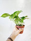 Epipremnum aureum "Golden Pothos" 4"