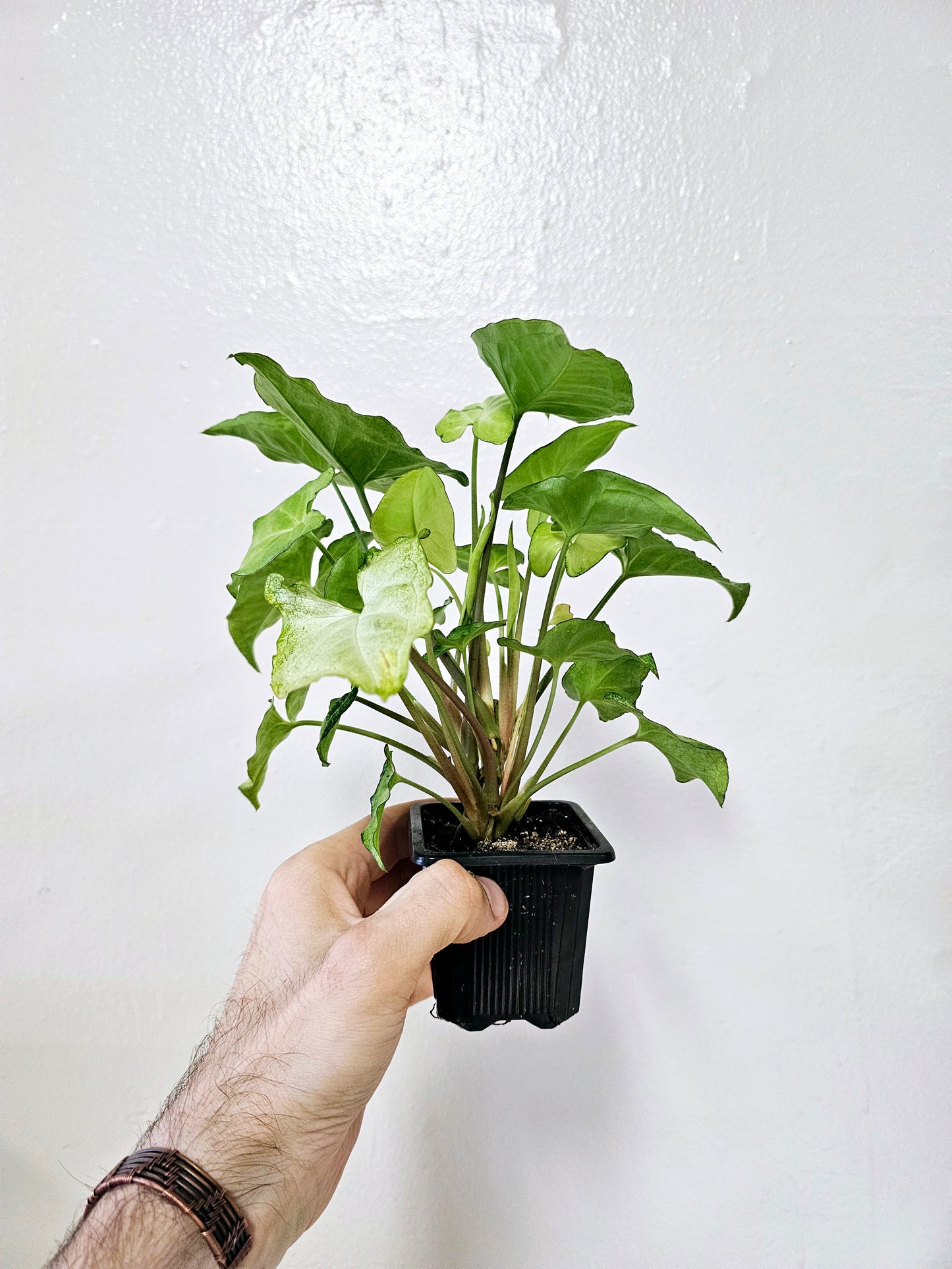 Syngonium White Butterfly 3"