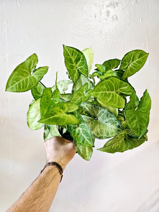 Syngonium White Butterfly 4"