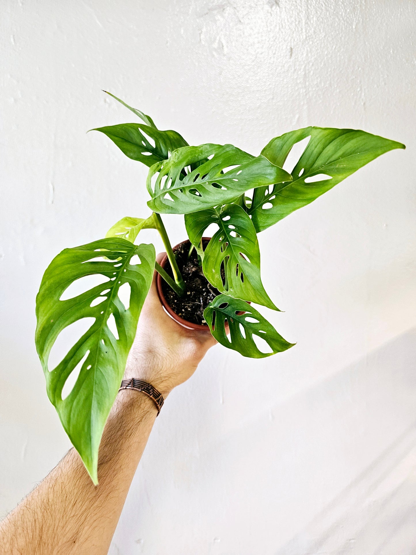 Monstera Adansonii 4”