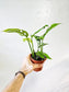 Monstera adansonii "Swiss Cheese" 4”