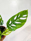 Monstera adansonii "Swiss Cheese" 4”
