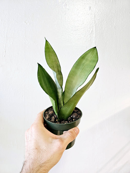 Sansevieria Moonshine 4"