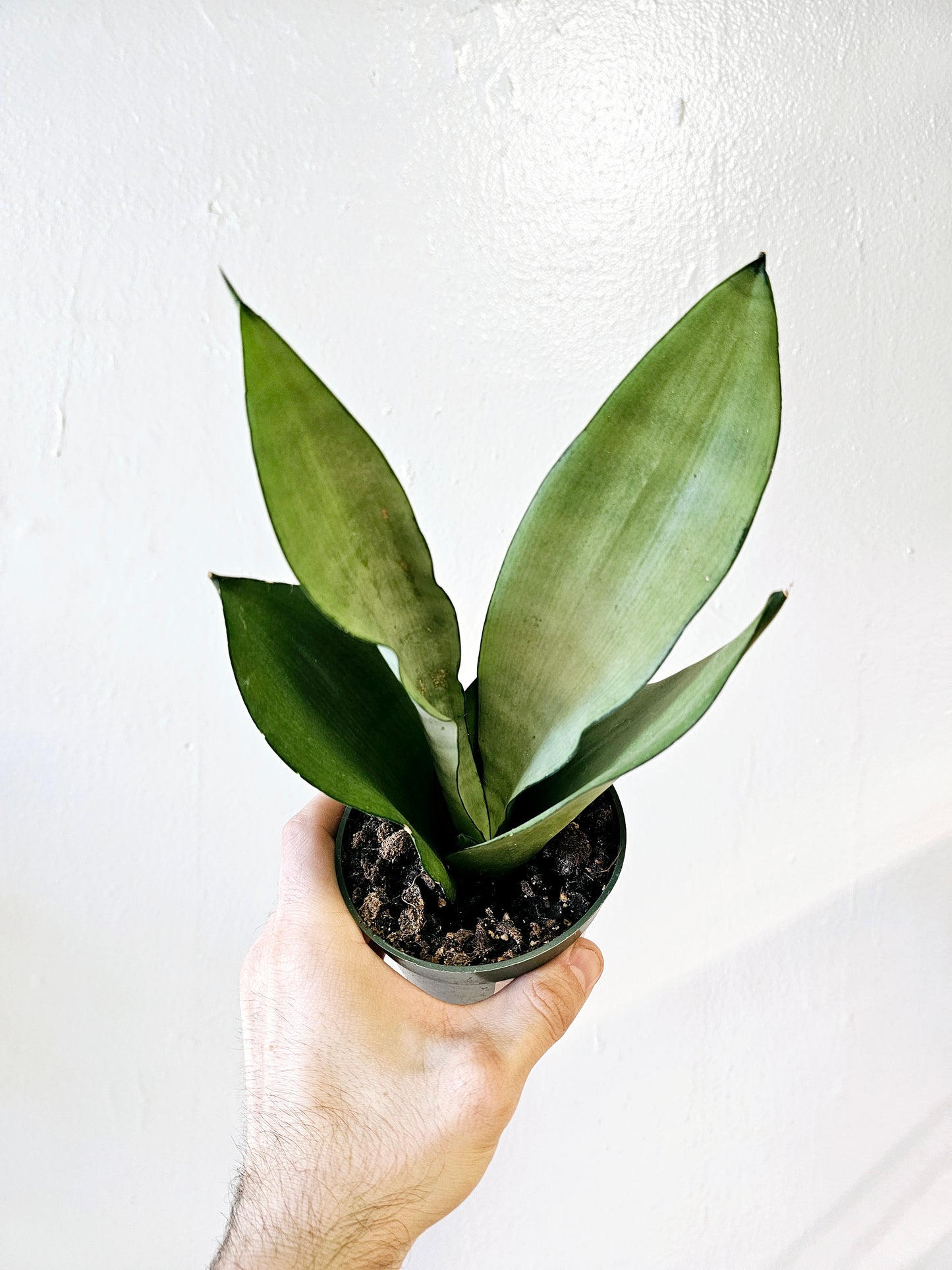 Sansevieria Moonshine 4"