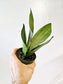 Sansevieria Moonshine 4"