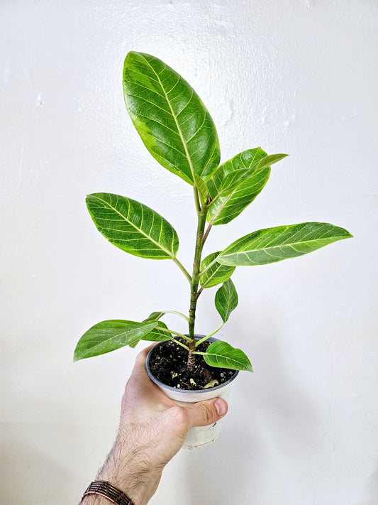 Ficus Altissima Yellow Gem 4"